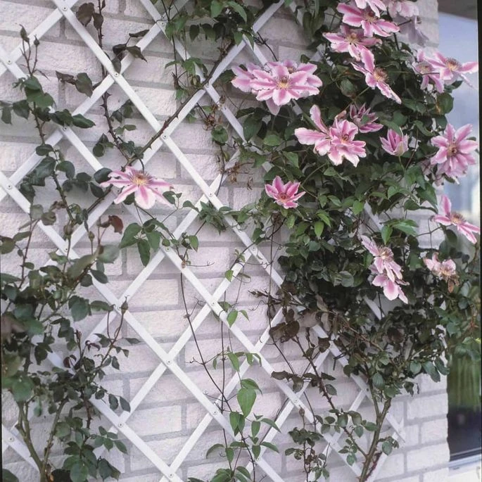 Nature Treillis De Jardin 100 X 300 Cm PVC Blanc 4 Nature Treillis De Jardin 100 X 300 Cm PVC Blanc – Image 2