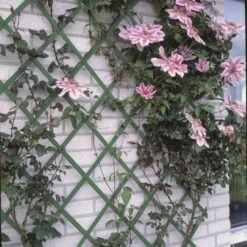 Nature Treillis De Jardin 100 X 300 Cm PVC Vert -Mobilier De Jardin nature treillis de jardin 100 x 300 cm pvc vert 8711338407066 1216615